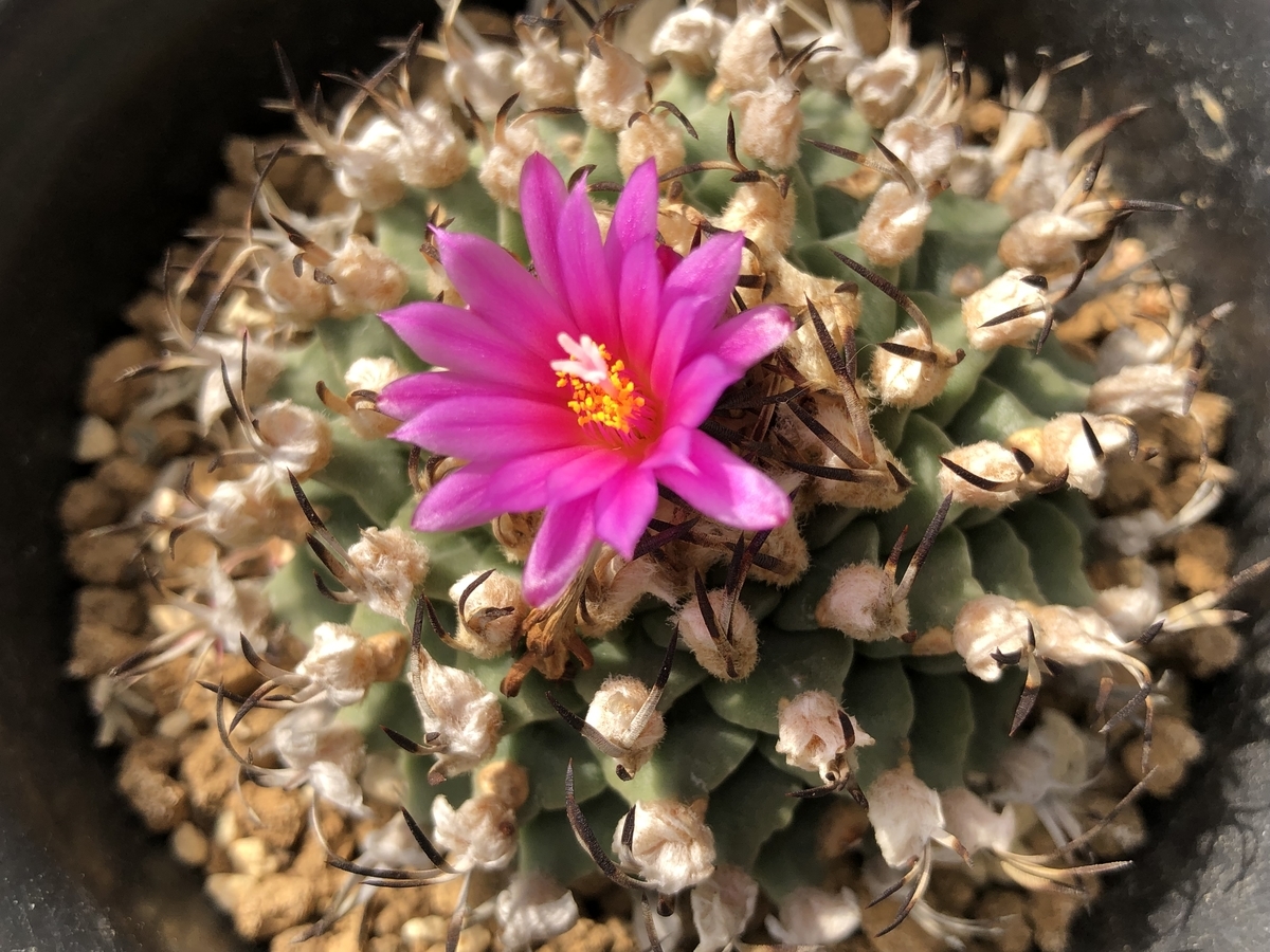 f:id:cactuspower:20220213131410j:plain