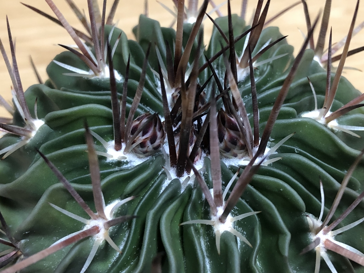 f:id:cactuspower:20220218230053j:plain