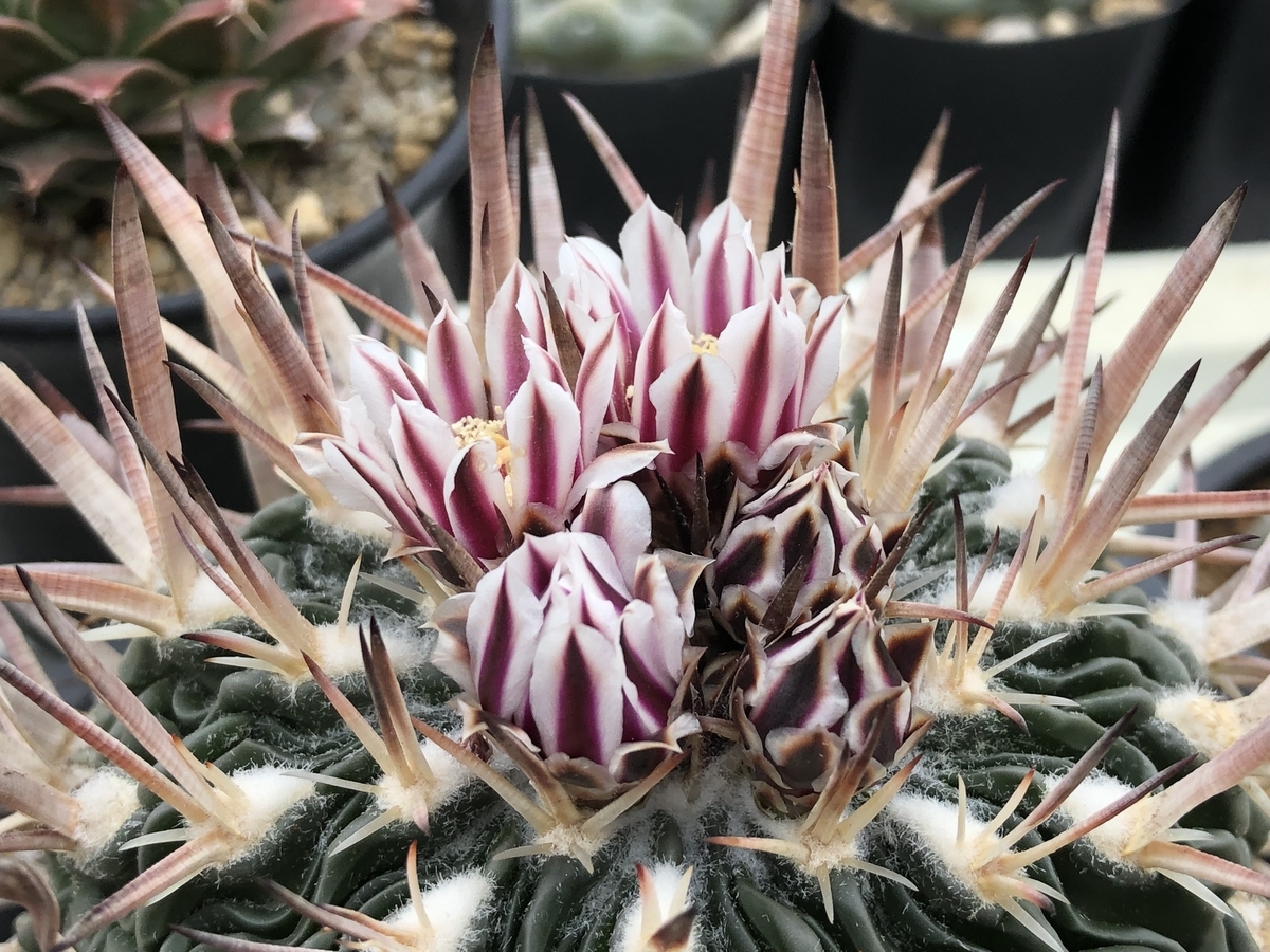 f:id:cactuspower:20220219131206j:plain