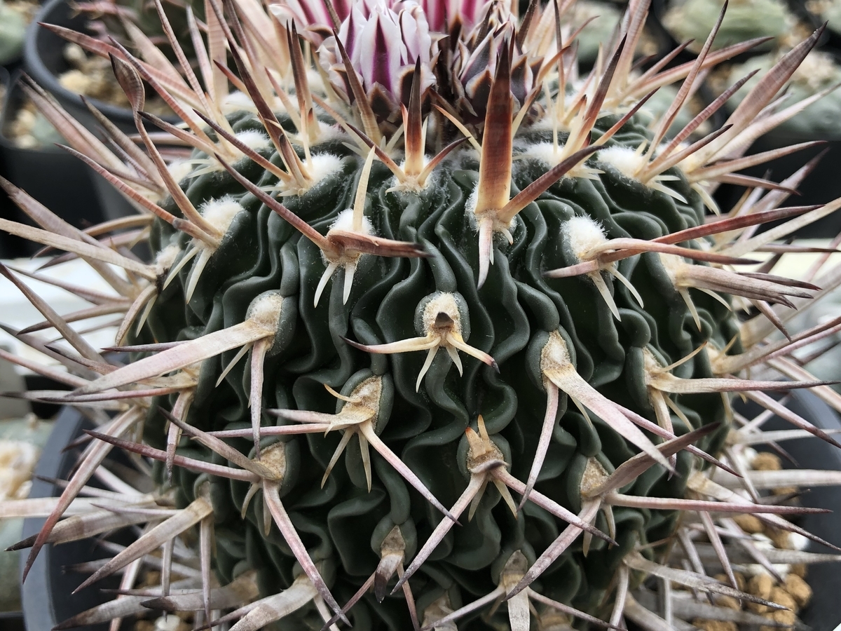 f:id:cactuspower:20220219131432j:plain