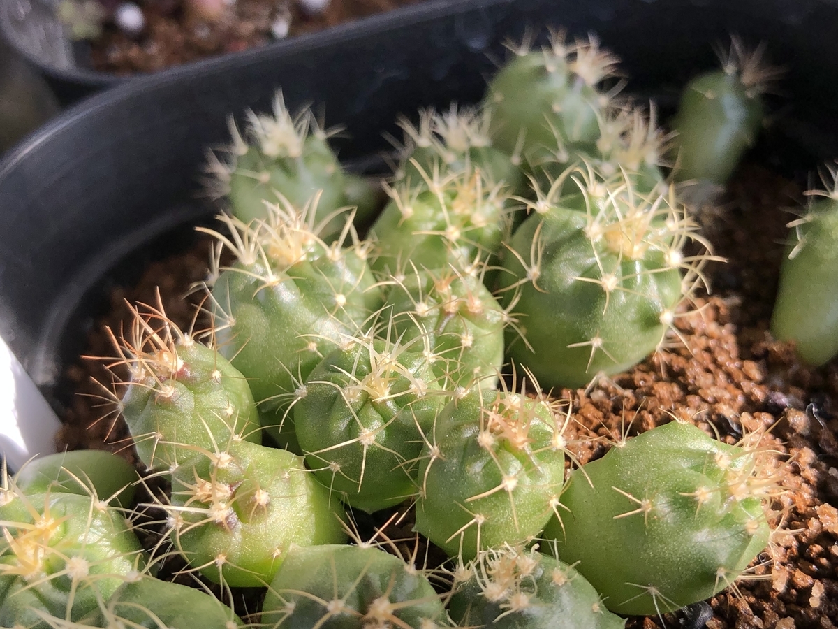 f:id:cactuspower:20220220124919j:plain