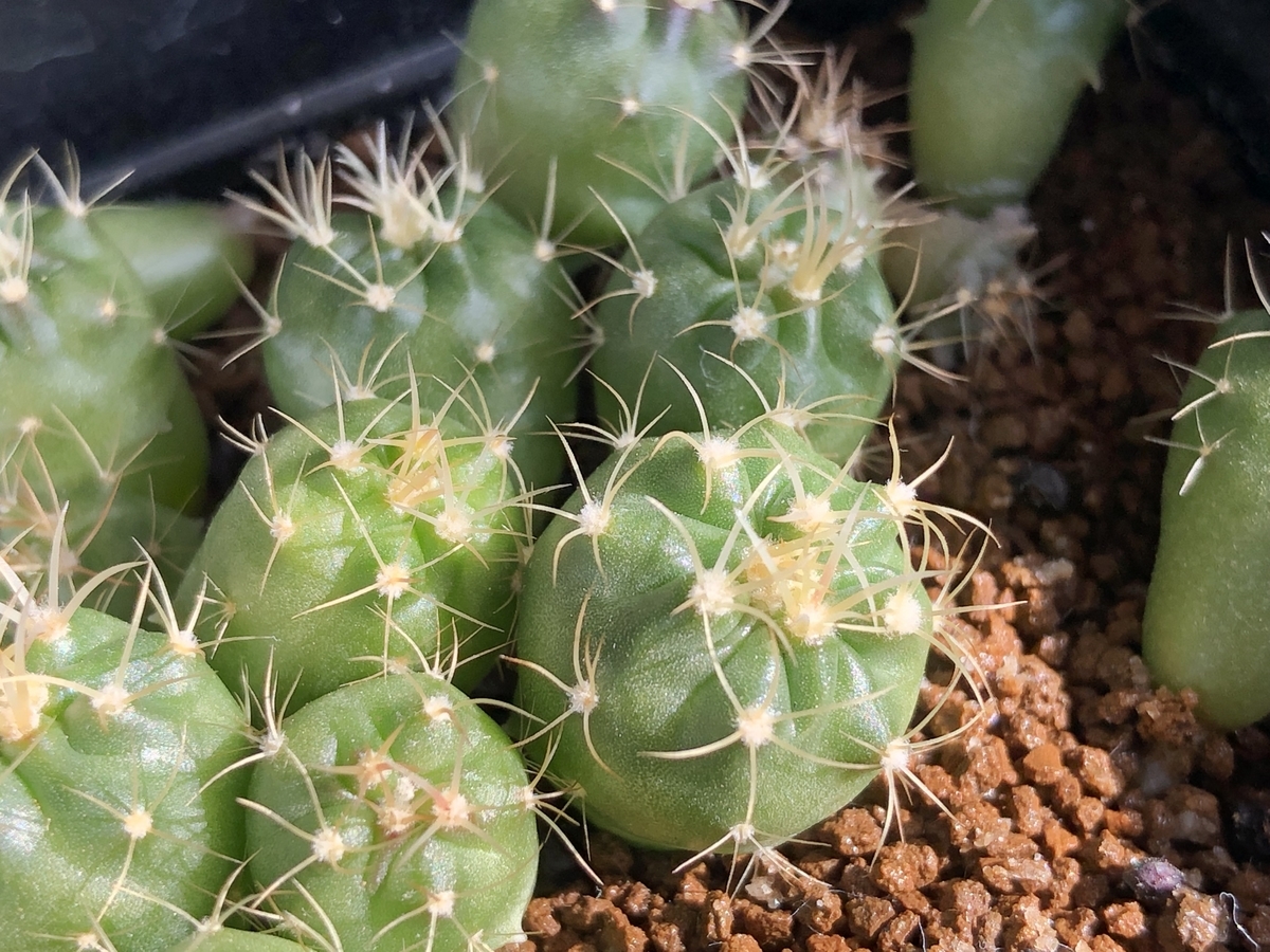 f:id:cactuspower:20220220125152j:plain