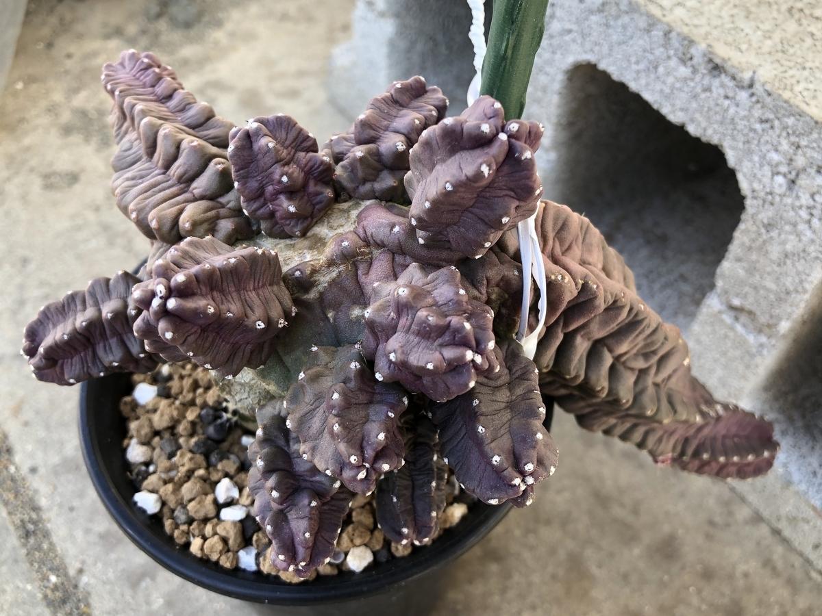 f:id:cactuspower:20220221122203j:plain