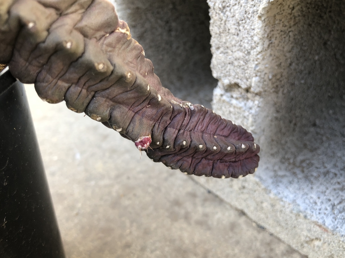 f:id:cactuspower:20220221122330j:plain