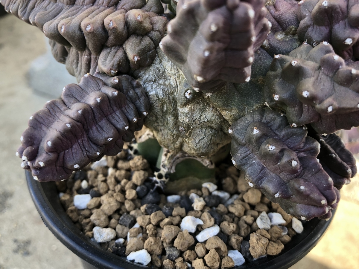 f:id:cactuspower:20220221122525j:plain