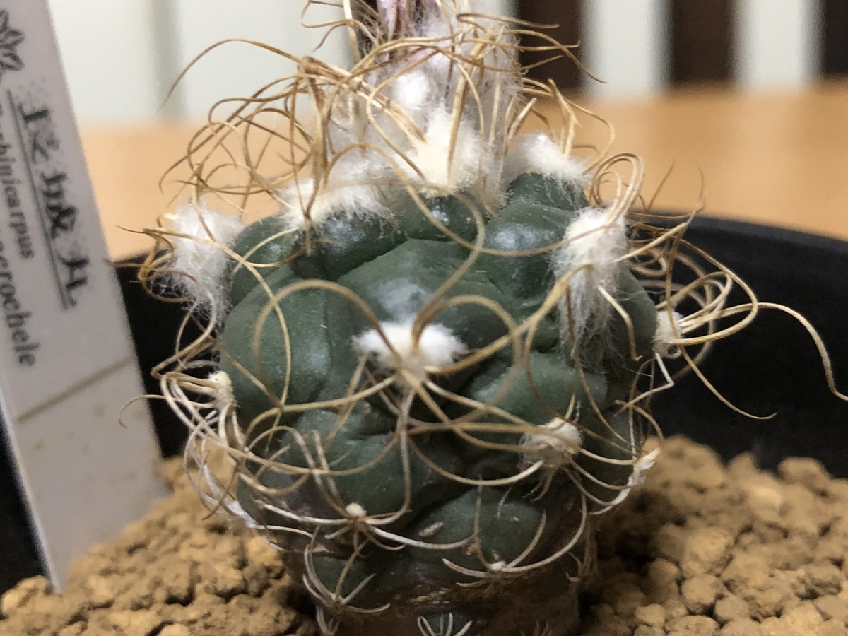 f:id:cactuspower:20220309234843j:plain