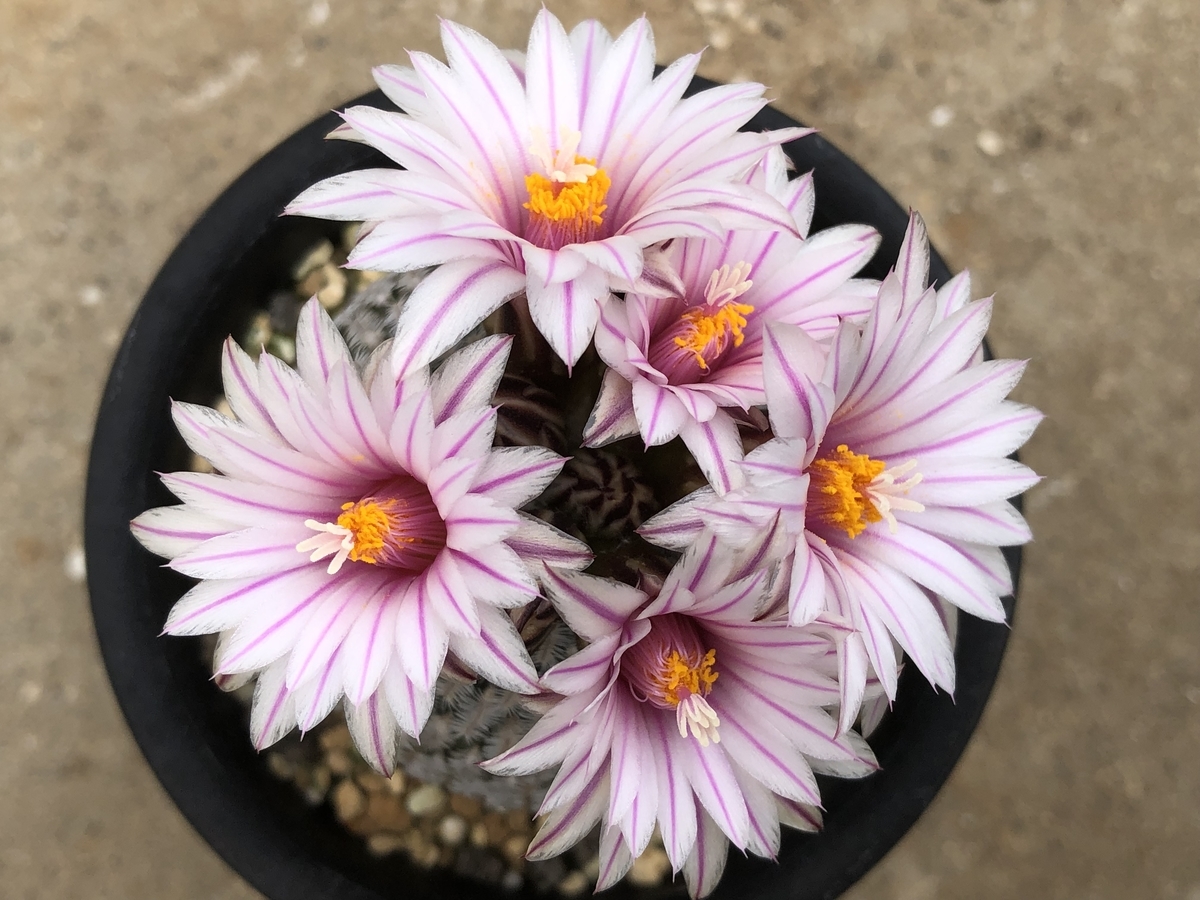 f:id:cactuspower:20220312234330j:plain