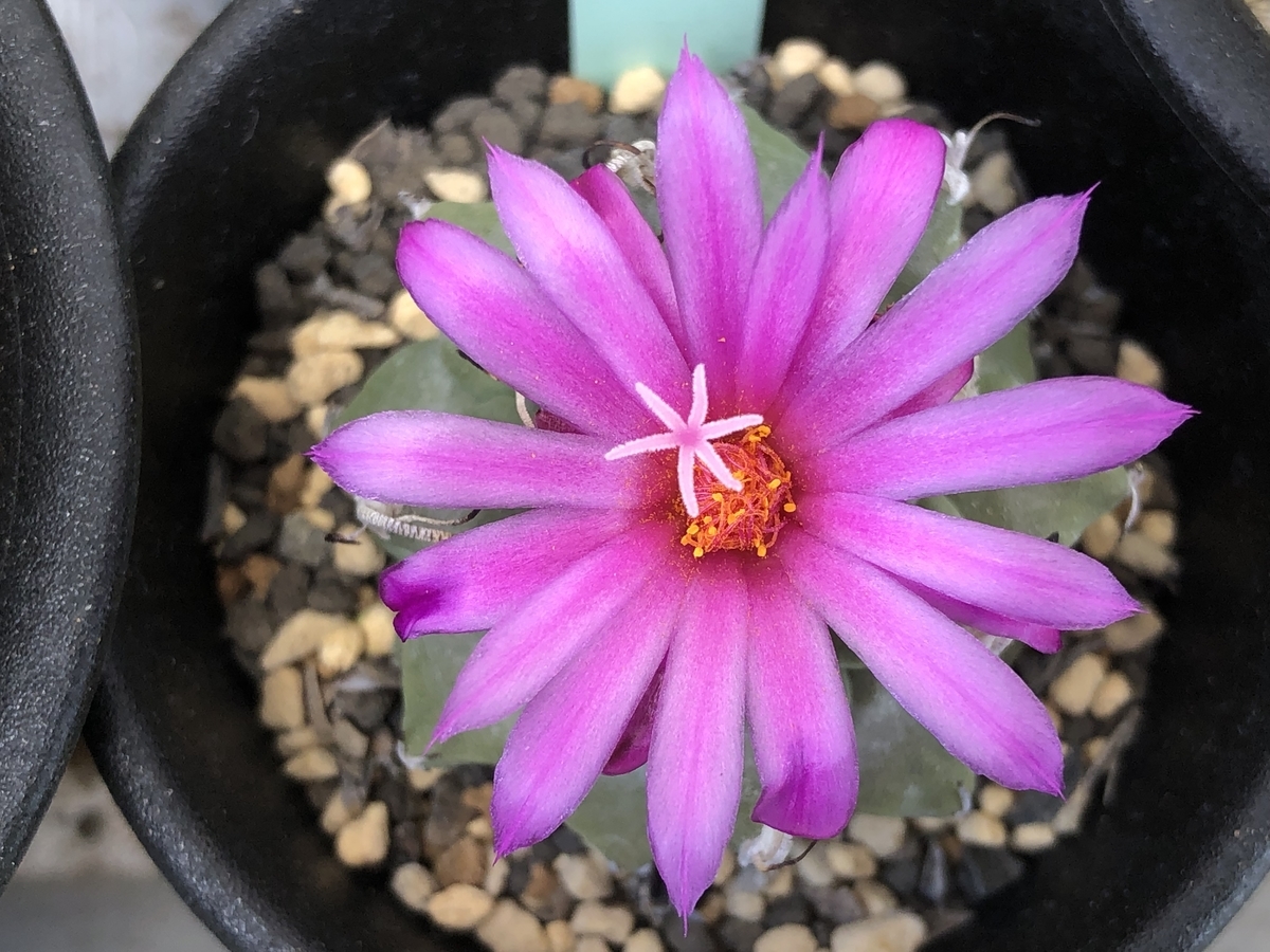 f:id:cactuspower:20220401232715j:plain