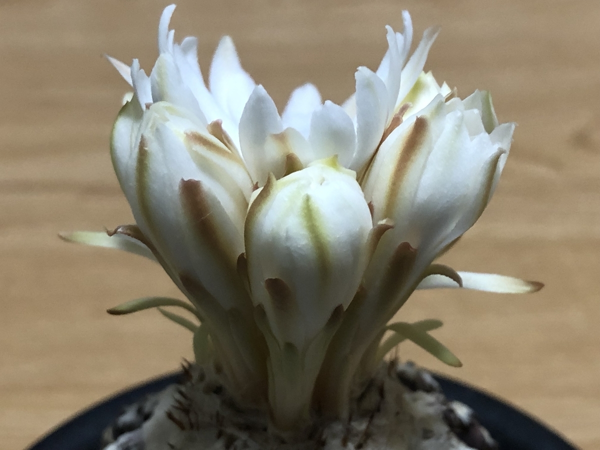 f:id:cactuspower:20220403234544j:plain