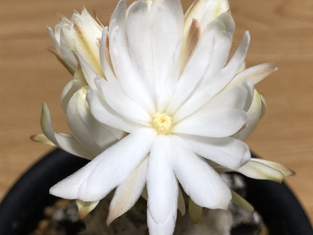 f:id:cactuspower:20220403234653j:plain