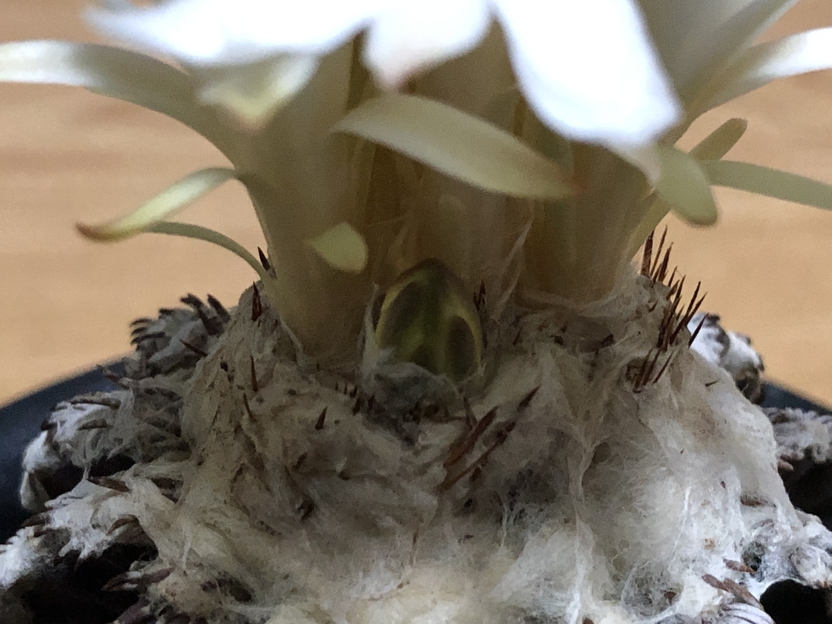 f:id:cactuspower:20220403234723j:plain