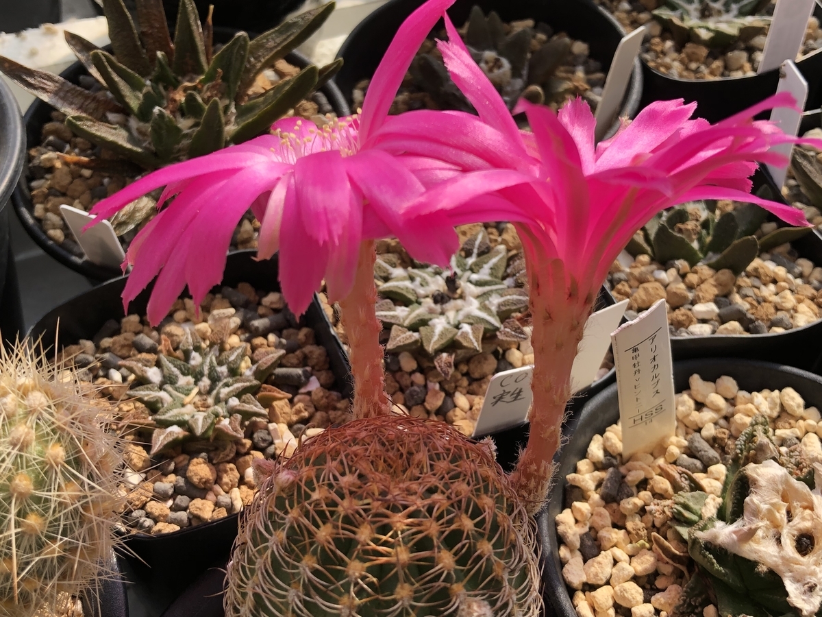 f:id:cactuspower:20220408235409j:plain