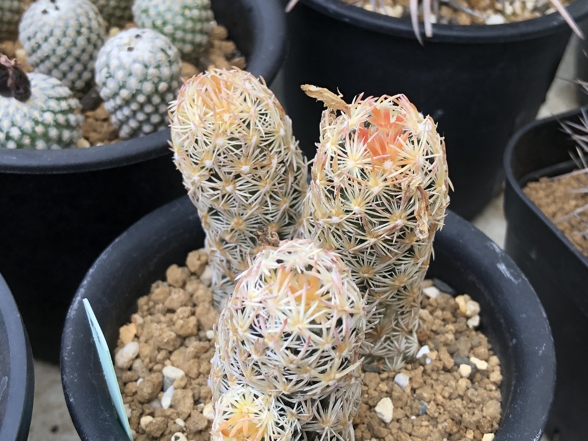 f:id:cactuspower:20220413132123j:plain