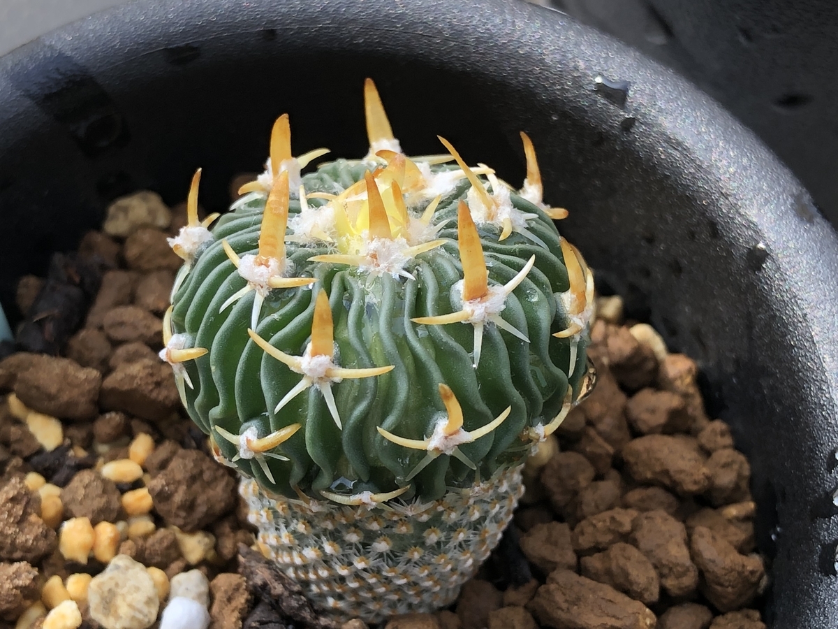 f:id:cactuspower:20220413132329j:plain