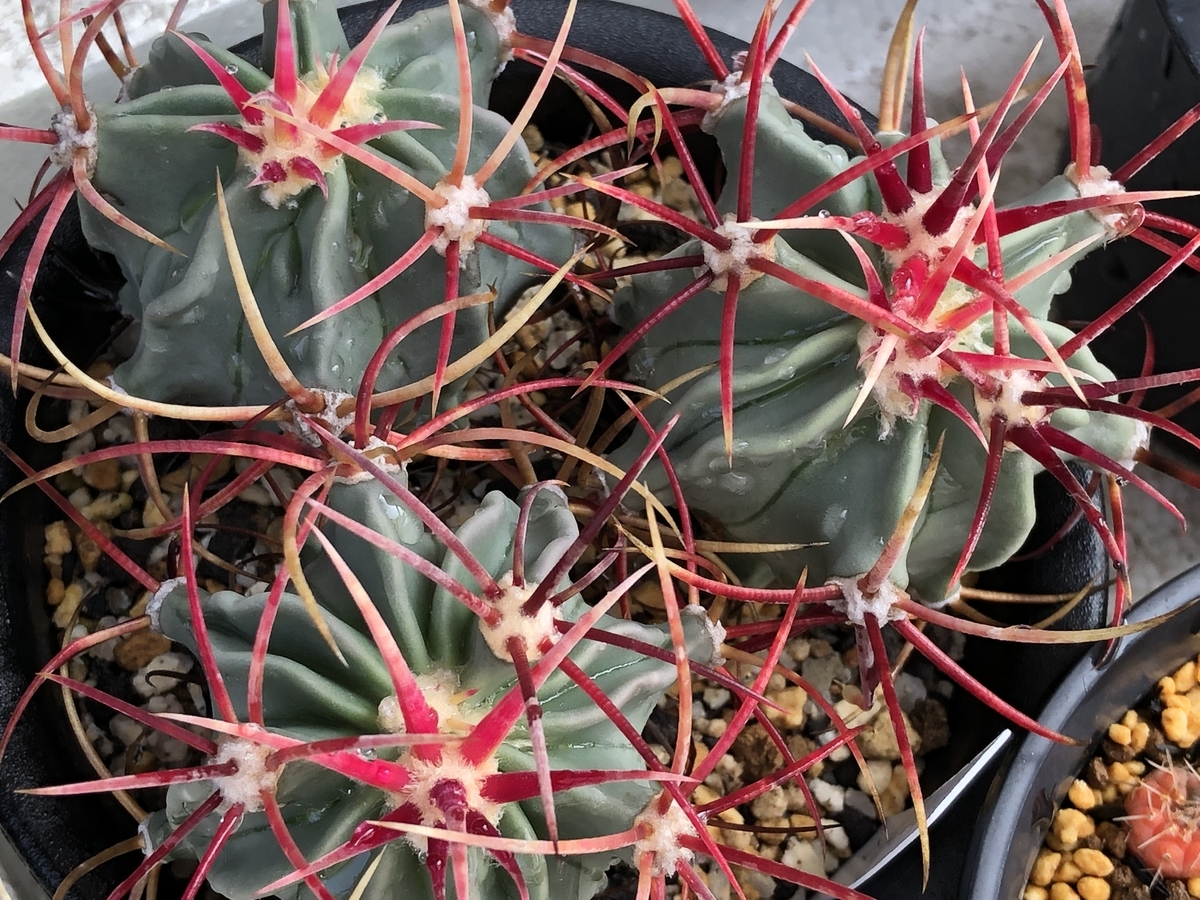 f:id:cactuspower:20220413132629j:plain