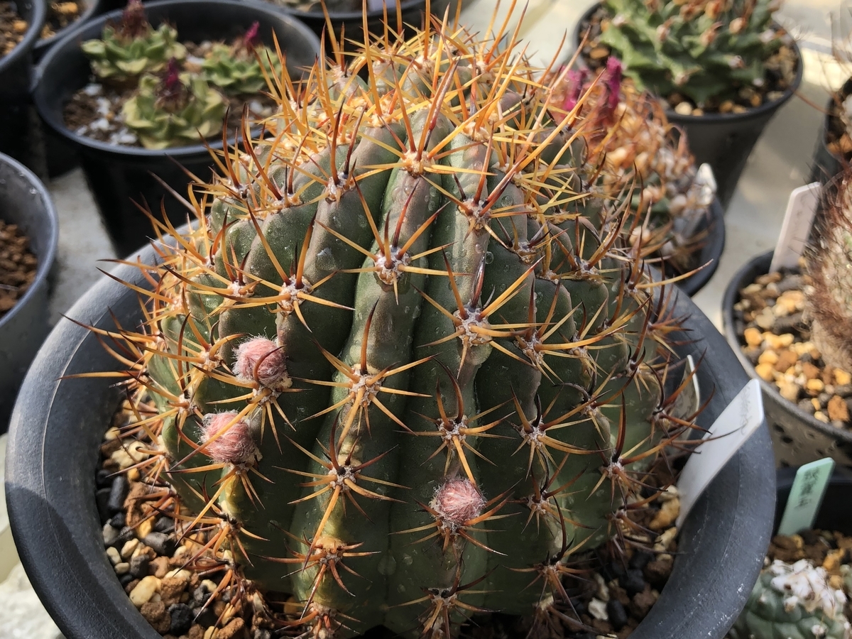 f:id:cactuspower:20220413132749j:plain