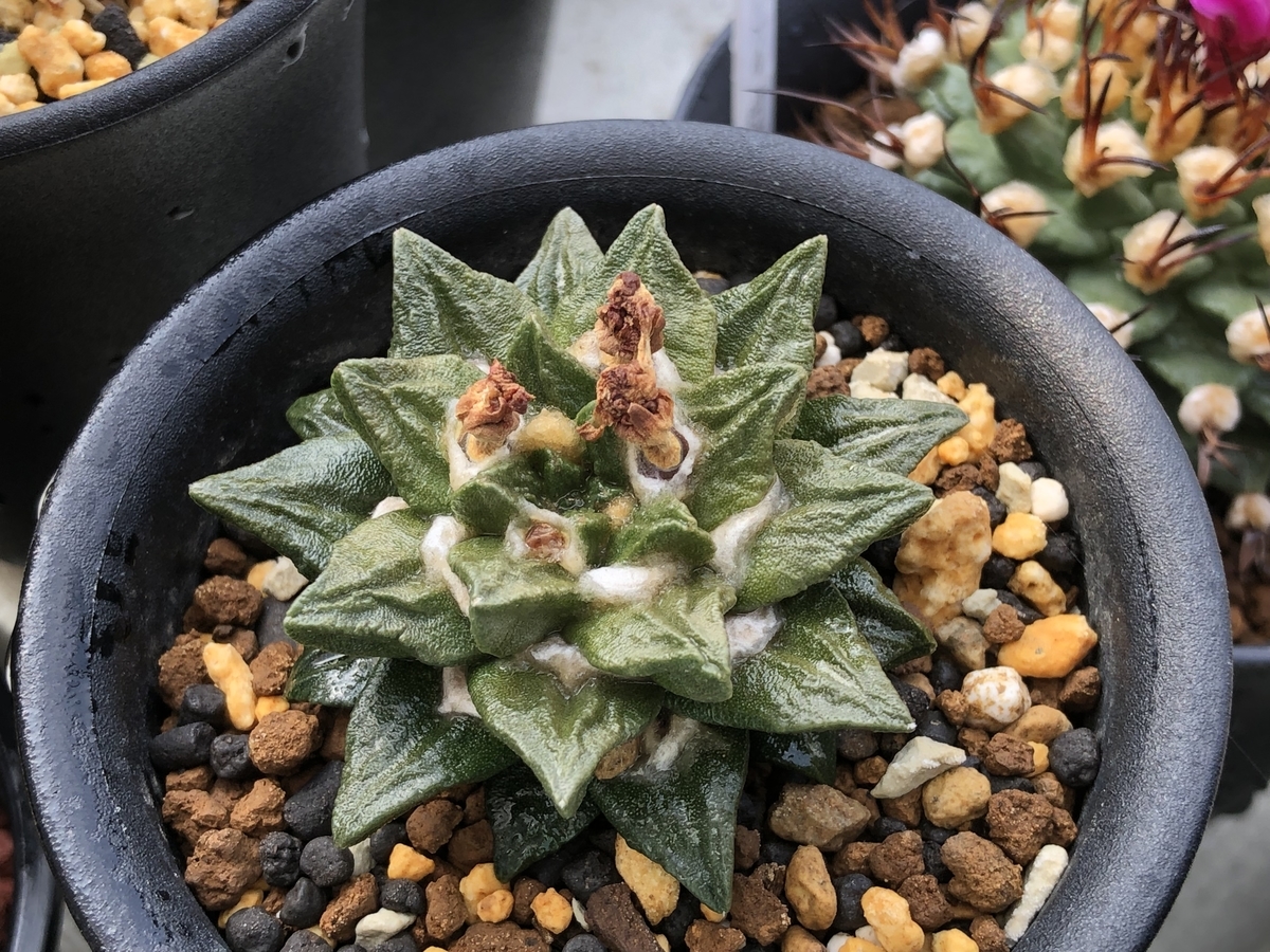 f:id:cactuspower:20220413133000j:plain