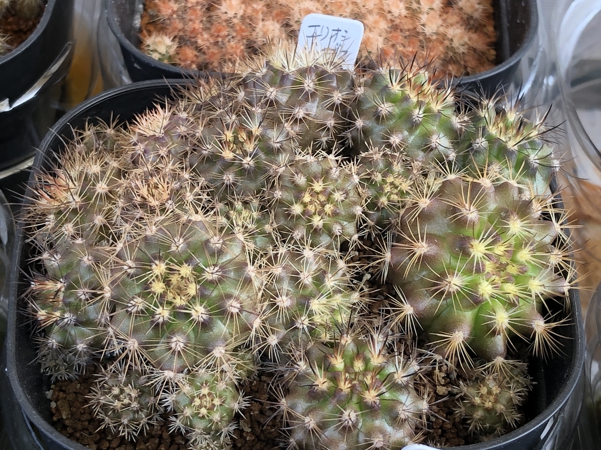 f:id:cactuspower:20220413133105j:plain