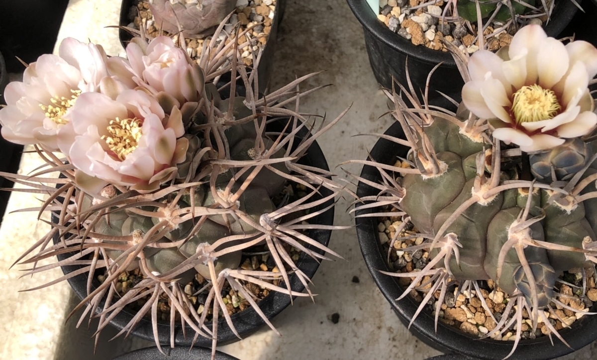 魔天竜咲きました - cactuspower サボテン日記