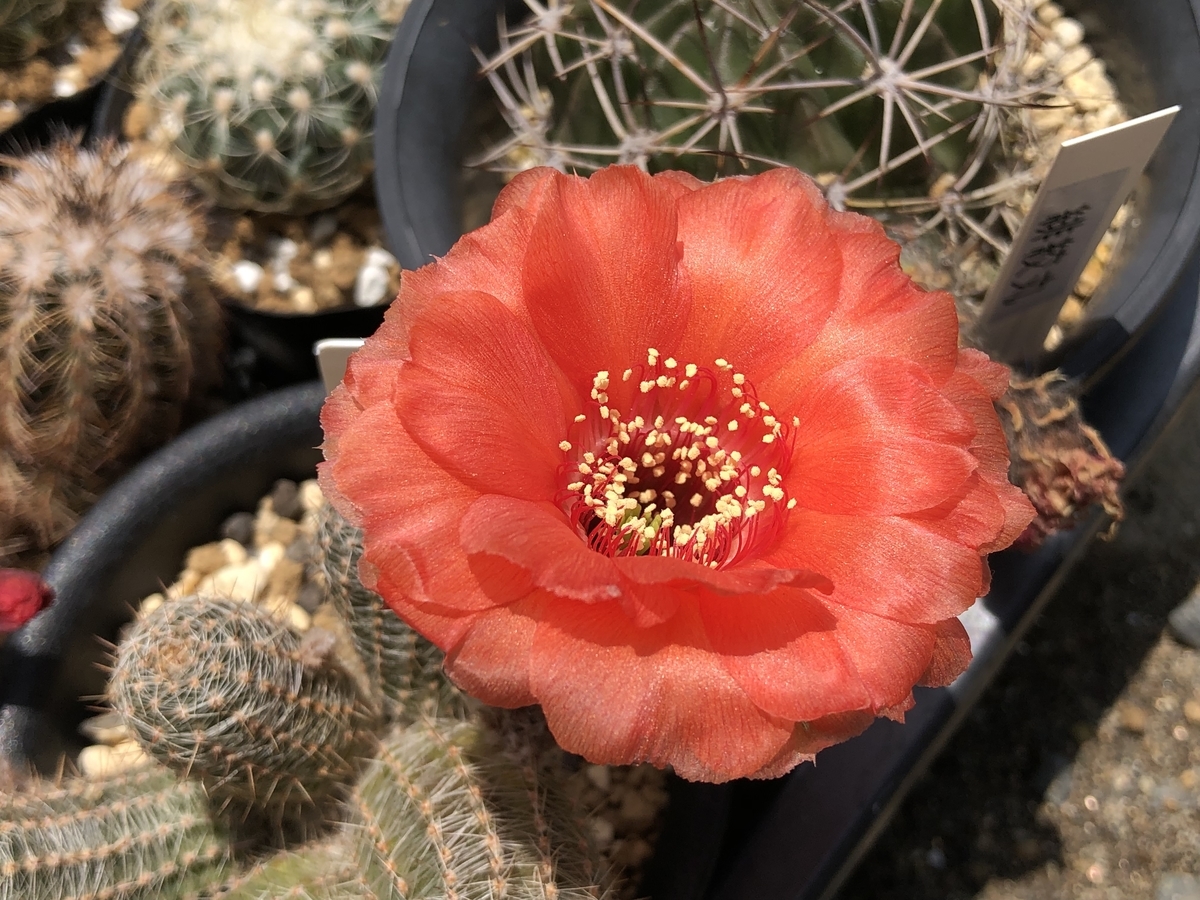 咲いております - cactuspower サボテン日記