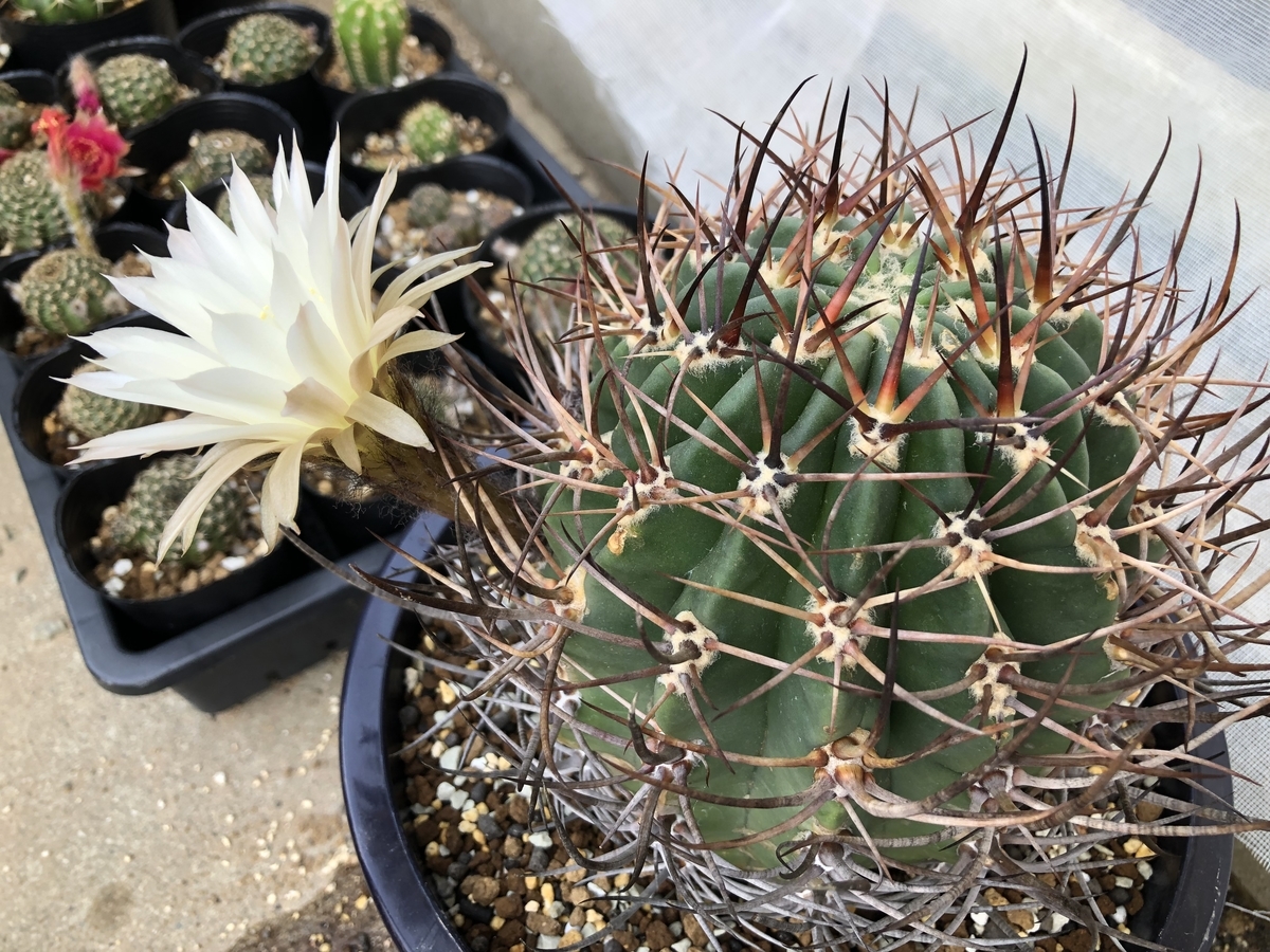 強刺のロビビア - cactuspower サボテン日記
