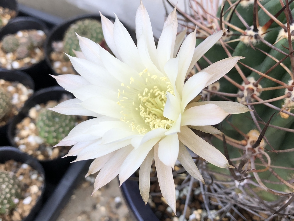 強刺のロビビア - cactuspower サボテン日記