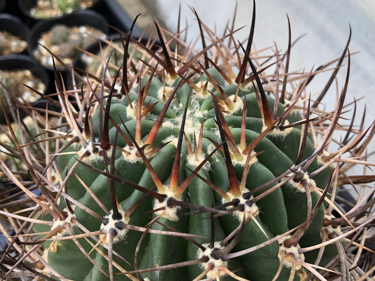 強刺のロビビア - cactuspower サボテン日記