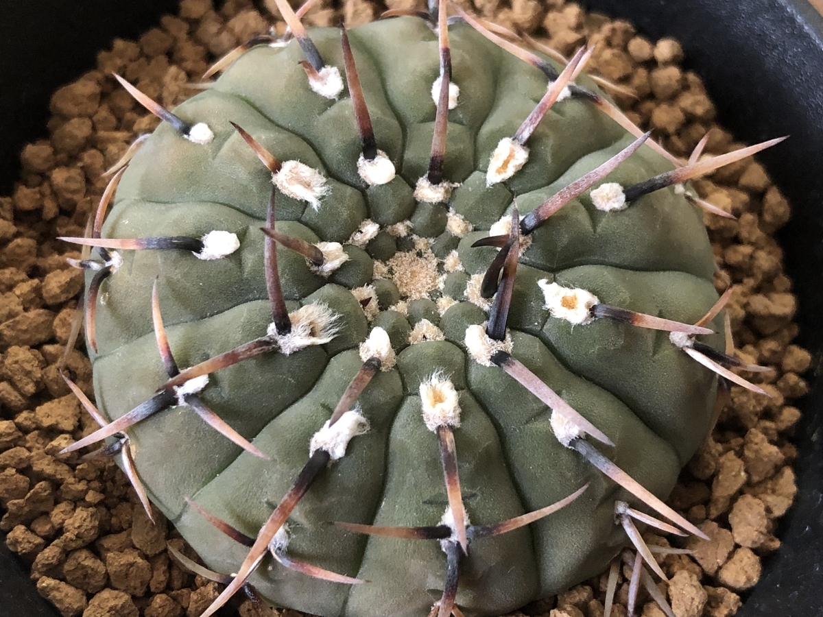 怪竜丸 - cactuspower サボテン日記