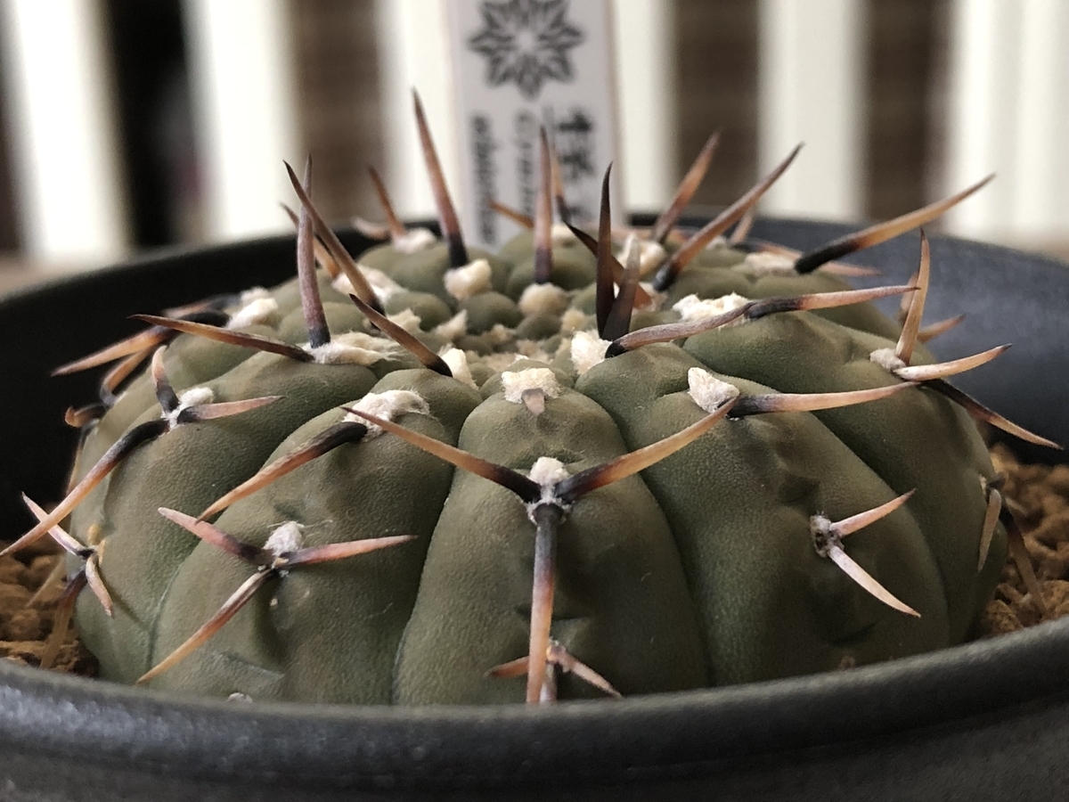 怪竜丸 - cactuspower サボテン日記