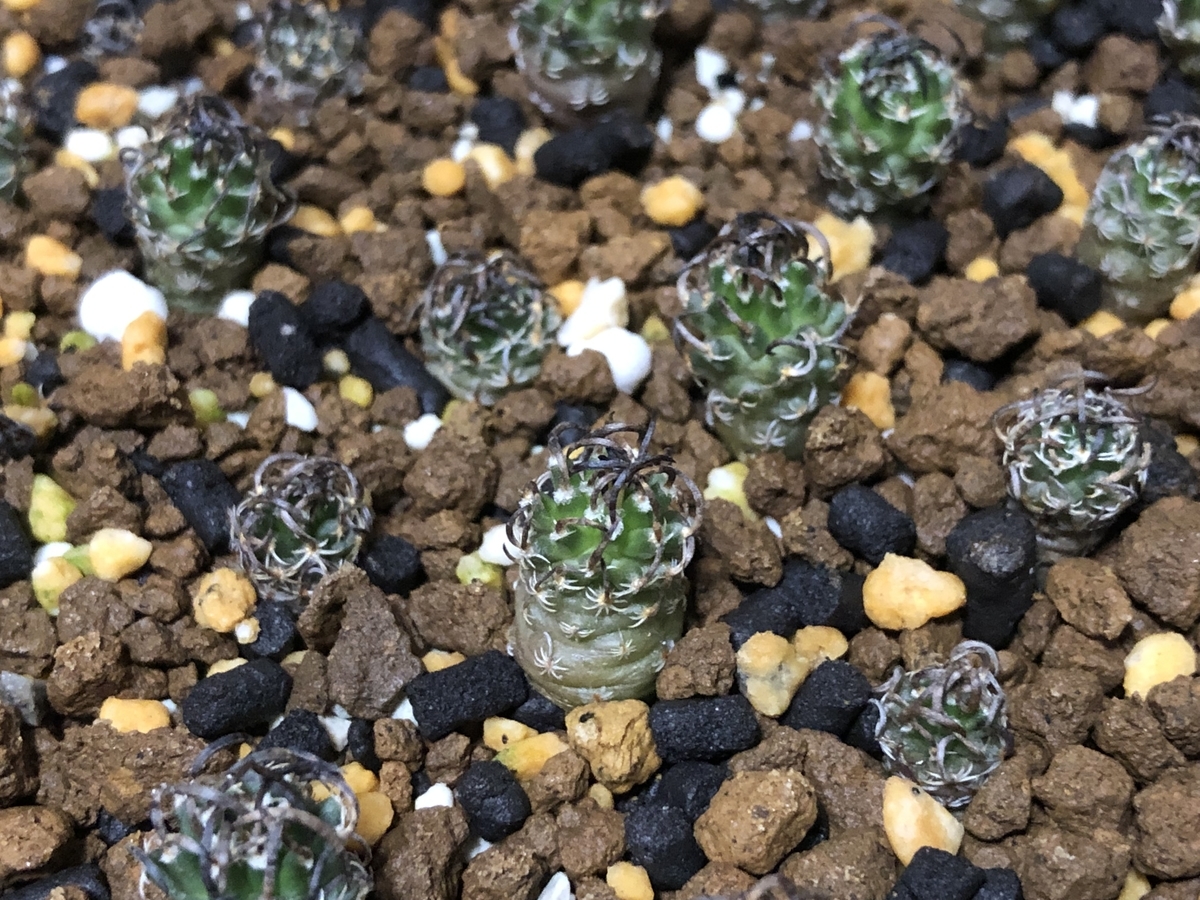 ツルビニカルプス 昇竜丸 - cactuspower サボテン日記