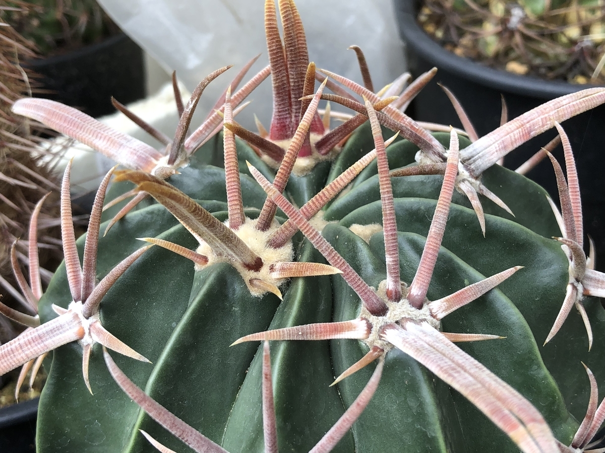 3刀流綾波です - cactuspower サボテン日記