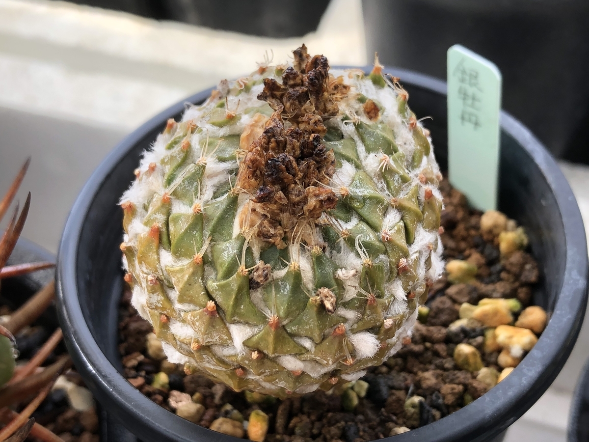 今朝の様子です - cactuspower サボテン日記