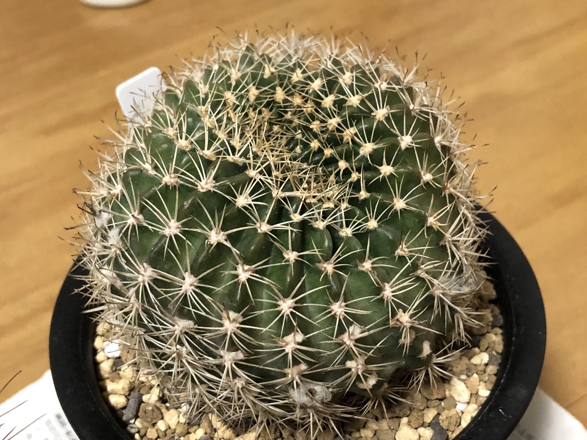 サボテン【Puna sp.Nova】（子株からの育成株） サボテン【Puna sp.Nova】（子株からの育成株） サボテン【Puna