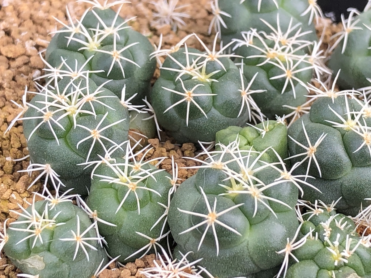 咲いた - cactuspower サボテン日記