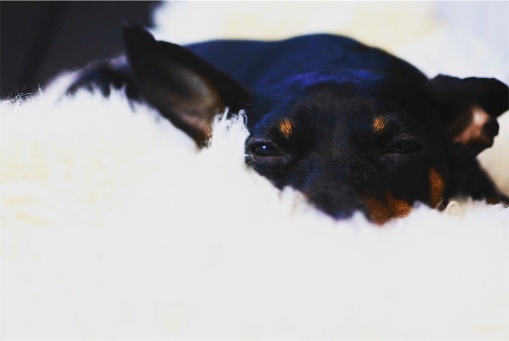 f:id:cadogdeliowner:20180813110138j:image f:id:cadogdeliowner:20180813110138j:image