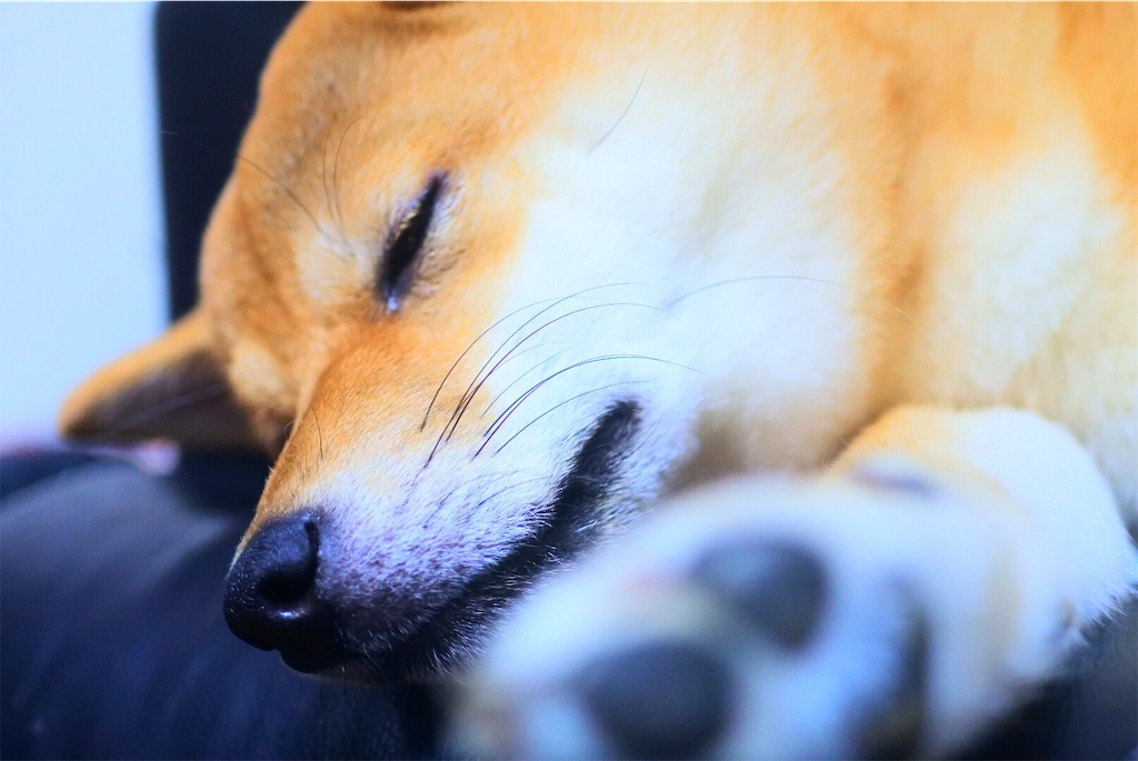 f:id:cadogdeliowner:20190819232248j:image f:id:cadogdeliowner:20190819232248j:image