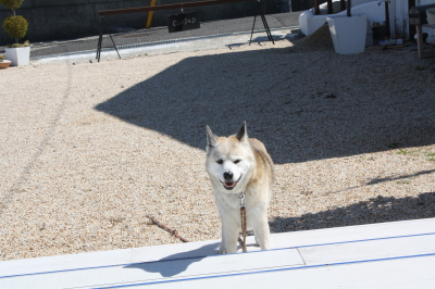 f:id:cafe-azito:20110327174808j:image:h200