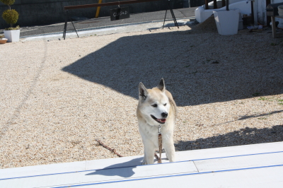 f:id:cafe-azito:20110327174832j:image:h200