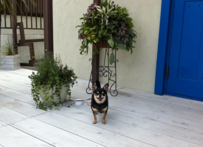 f:id:cafe-azito:20110712213129j:image:h250