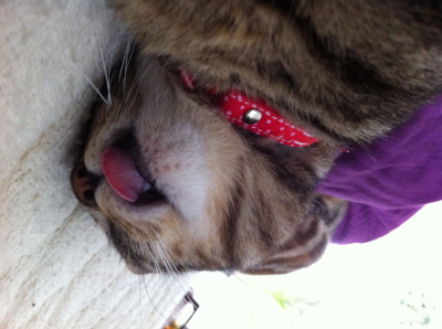 f:id:cafe-azito:20110712213216j:image:h200