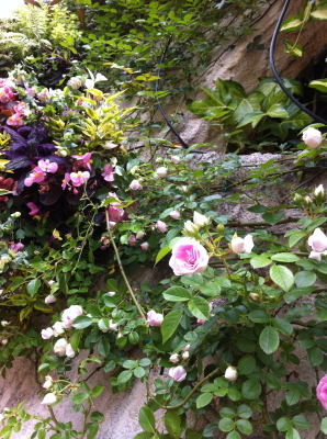f:id:cafe-azito:20120607132530j:image:w200