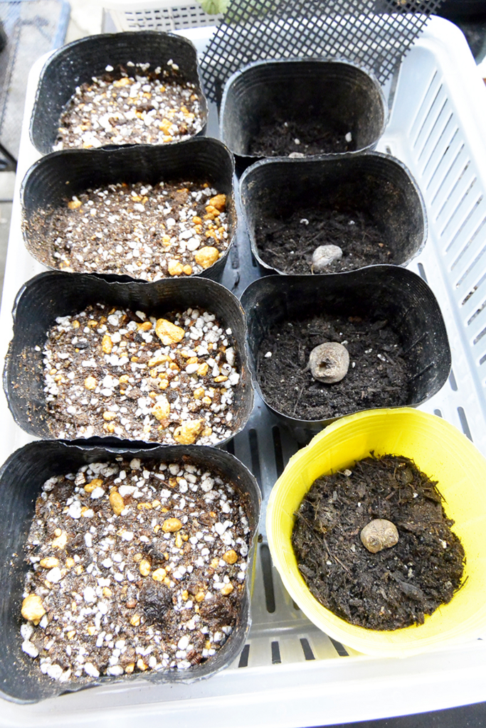 f:id:cafe-viola:20161016175351j:plain