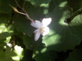 20100516115738