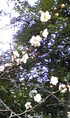f:id:cafe485:20110225103245j:image