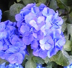 f:id:cafe485:20110601185800j:image f:id:cafe485:20110601185800j:image
