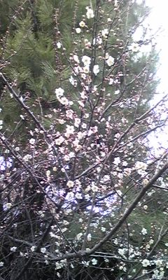 f:id:cafe485:20120228091234j:image:right