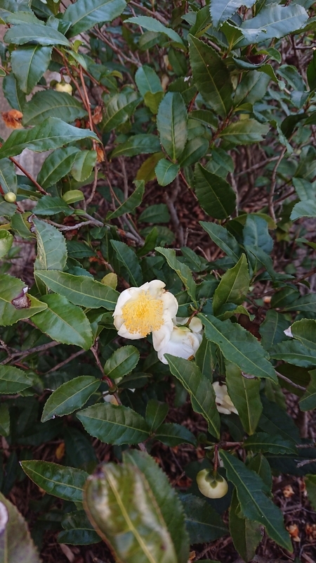 f:id:cafe485:20191118122724j:plain:w250