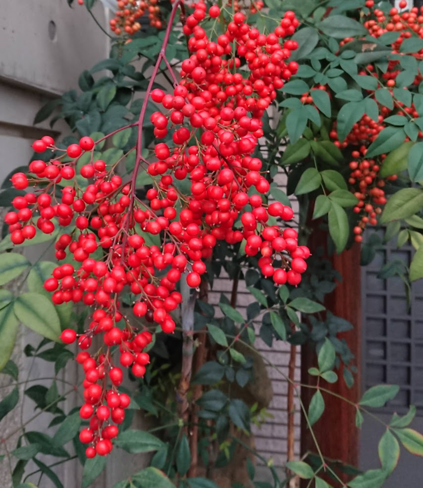 f:id:cafe485:20211118101758p:plain