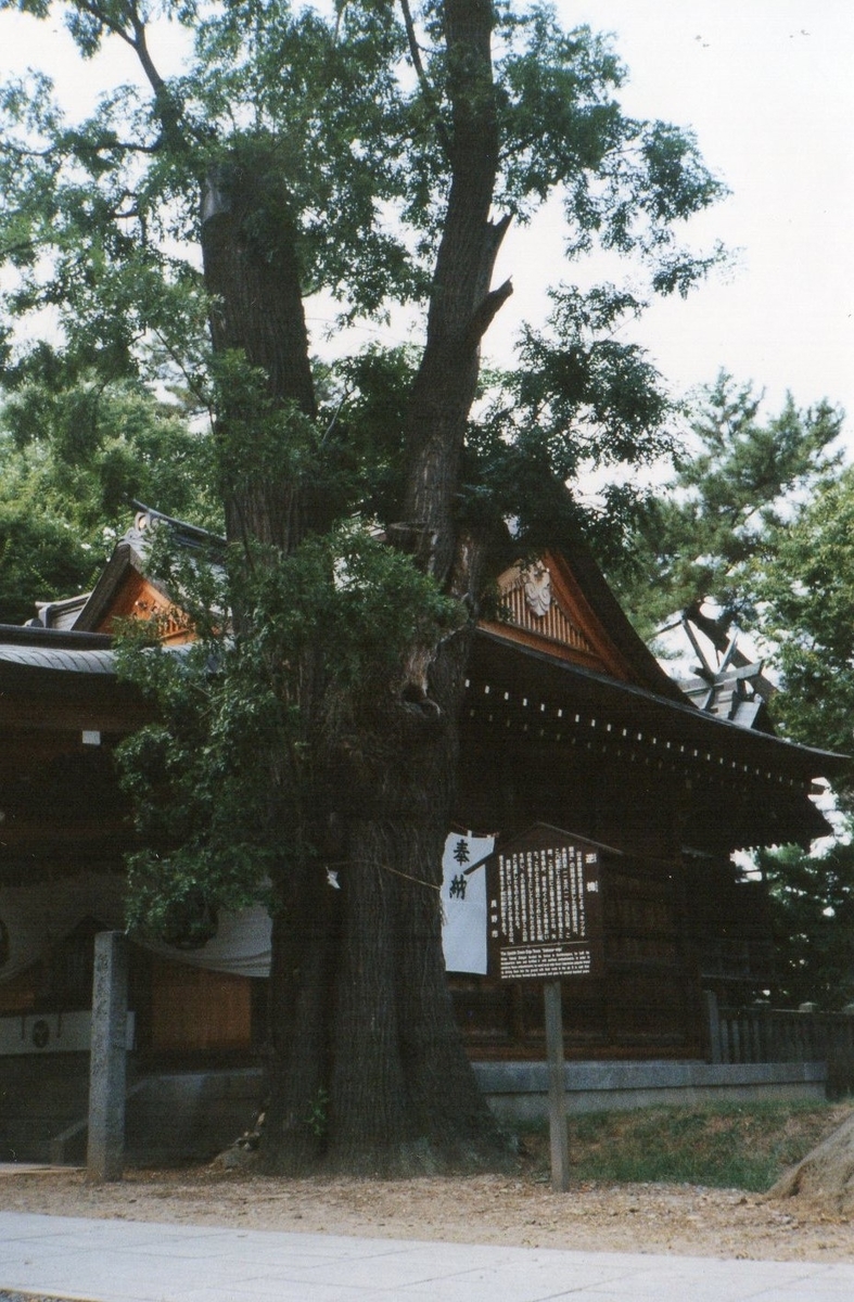 逆槐
