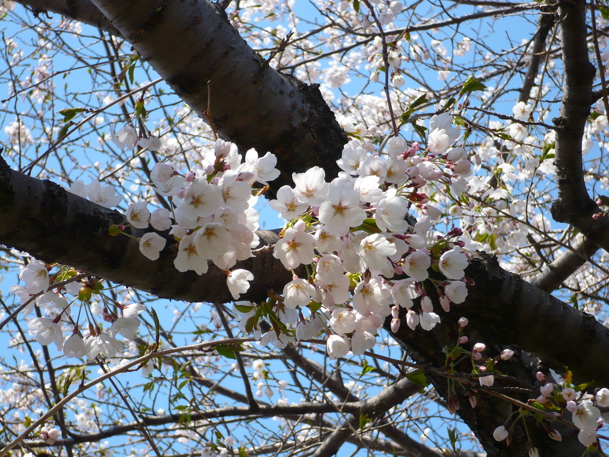 月寒三区平成公園